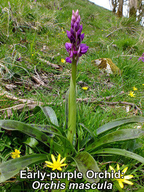 Early-purple Orchid: Orchis mascula. Wild flower.