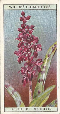 Purple Orchis, Picture, Cigareet Card, W.D. & H.O. Will's, Wild Flowers 1923