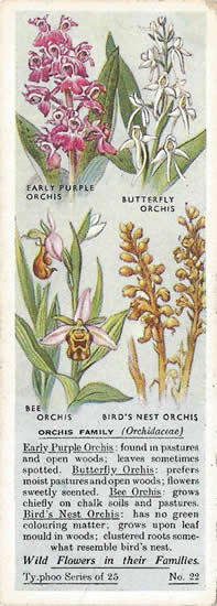 Orchis, Picture, Tea Card, Typhoo Wild Flowers in their Families 1936