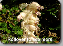 Broomrape: OROBANCHACEAE