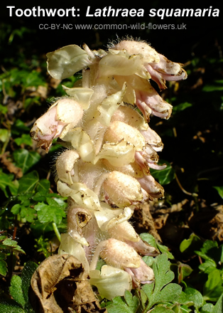 Toothwort: Lathraea squamaria. British and Irish wildflower.