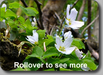 Wood Sorrel Family, OXALIDACEA