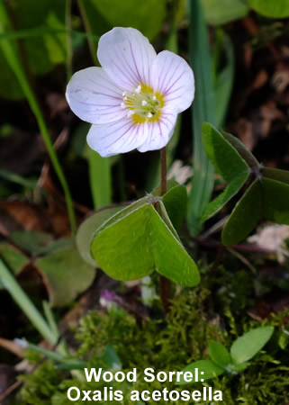 Wood Sorrel: Oxalis acetosella