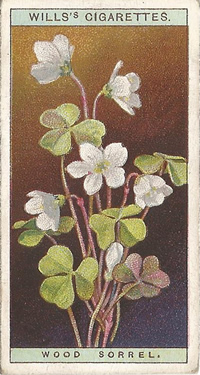 Wood Sorrel, Picture, Cigarette Card, Will's Wild Flowers 1923