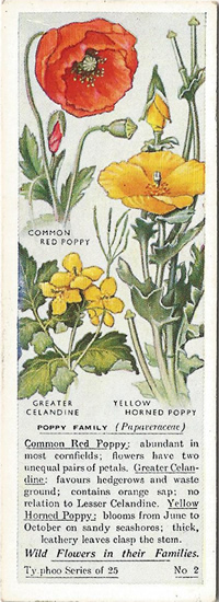 Poppy Family, Tea Card, Typhoo Tea,  Wild Flowers in their Families 1936