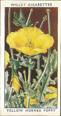 Yellow Horned Poppy, Cigarette Card, W.D. & H.O. Wills, Wild Flowers 1936