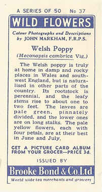 Welsh Poppy: Meconopsis cambrica. Tea Card. Brooke Bond 'Wild Flowers' 1955