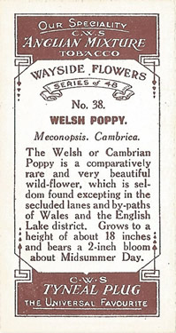 Welsh Poppy: Meconopsis cambrica. Cigarette Card. CWS 'Wayside Flowers' 1923