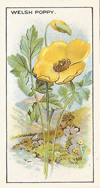 Welsh Poppy: Meconopsis cambrica. Cigarette Card. CWS 'Wayside Flowers' 1923