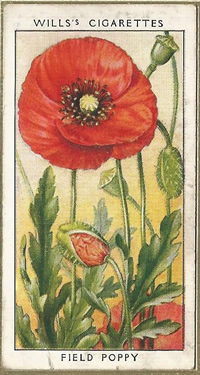 Field Poppy, Cigarette Card, W.D. & H.O. Wills, Wild Flowers 1936