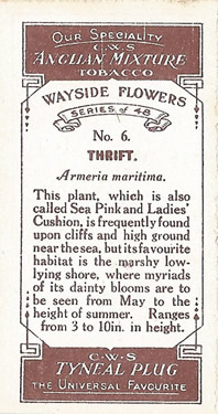 Thrift: Armeria maritima. Pink wild flower. Cigarette card 1923.