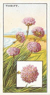 Thrift: Armeria maritima. Pink wild flower. Cigarette card 1923.