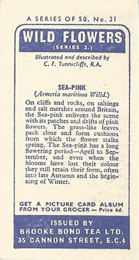 Thrift: Armeria maritima. Pink wild flower. Cigarette card. Brooke Bond Wild Flowers 1959