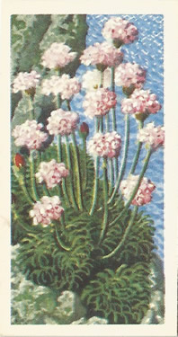 Sea-pink: Armeria maritima. Pink wild flower. Cigarette card. Brooke Bond Wild Flowers 1959
