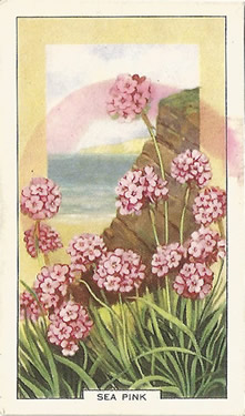 Thrift: Armeria maritima. Pink wild flower. Cigarette card.