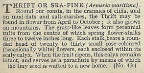 Thrift: Armeria maritima. Pink wild flower. Cigarette card 1936.