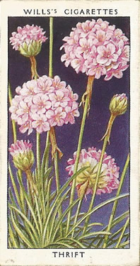 Thrift: Armeria maritima. Pink wild flower. Cigarette card 1936.