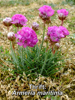 Thrift: Armeria maritima. Photograph. Pink wild flower UK.
