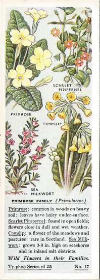 Primrose Family, Tea Card, Typhoo Tea,  Wild Flowers in their Families 1936