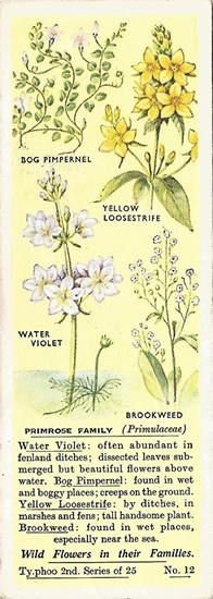 Primrose Family, Tea Card, Typhoo Tea,  Wild Flowers in their Families, 2nd Series, 1937