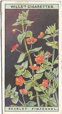Scarlet Pimpernel, Cigarette Card, W.D. & H.O. Wills, Wild Flowers 1923