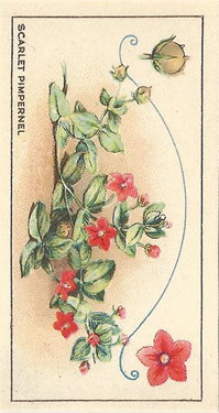 Scarlet Pimpernel, Cigarette Card, CWS Wayside Flowers 1928