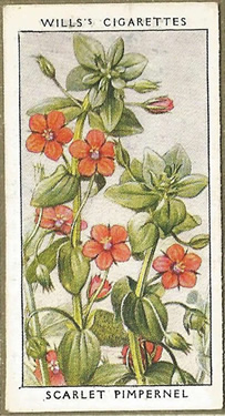 Scarlet Pimpernel, Cigarette Card, W.D. & H.O. Wills, Wild Flowers 1936