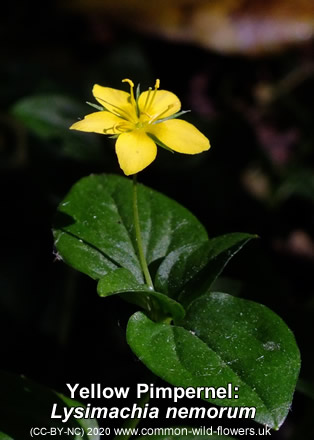 Yellow Pimpernel: Lysimachia nemorum. Yellow Britiish and Irish wild flower