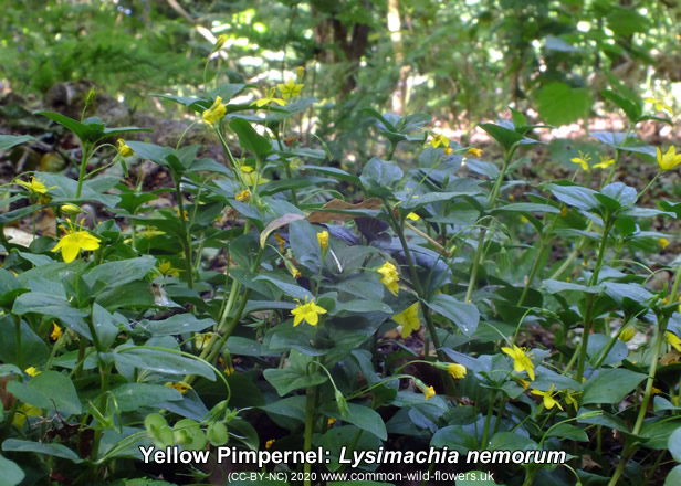 Yellow Pimpernel: Lysimachia nemorum. Yellow Britiish and Irish wild flower.