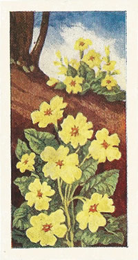 Primrose, Trade Card, Sweetule 'Wild Flowers' 1960