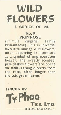 Primrose, Tea Card, Ty-Phoo 'Wild Flowers' 1961