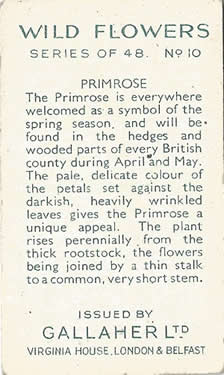 Primrose, Cigarette Card, Gallaher Wild Flowers 1939