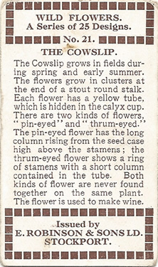 Cowslip, Cigarette Card, Robinson's 'Wild Flowers' 1915