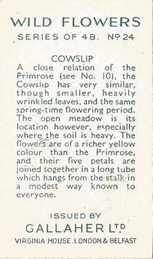 Cowslip, Cigarette Card, Gallaher 'Wild Flowers' 1939