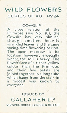 Cowslip, Cigarette Card, Gallaher 'Wild Flowers' 1939