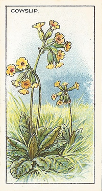 Cowslip, Cigarette Card, CWS's, 'Wild Flowers' 1923