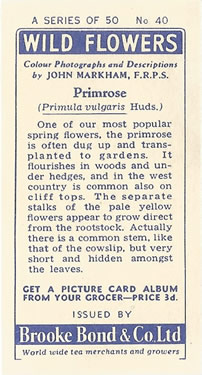 Primrose, Tea Card, Brooke Bond 'Wild Flowers' 1955