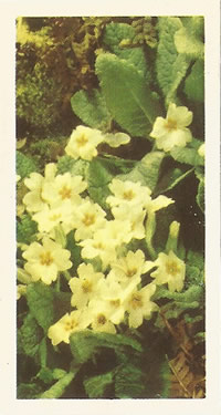 Primrose, Tea Card, Brooke Bond 'Wild Flowers' 1955