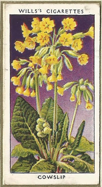 Cowslip, Cigarette Card, W.D. & H.O. Wills, Wild Flowers 1936