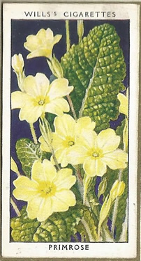 Primrose, Cigarette Card, W.D. & H.O. Wills, Wild Flowers 1936
