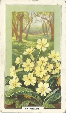 Primrose, Cigarette Card, Gallaher Wild Flowers 1939