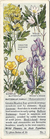 Buttercup Family, Tea Card, Typhoo Tea,  Wild Flowers in their Families 1936