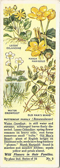 Buttercup Family, Tea Card, Typhoo Tea,  Wild Flowers in their Families, 2nd Series, 1937
