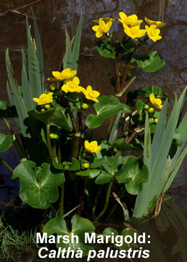 Marsh Marigold: Caltha palustris