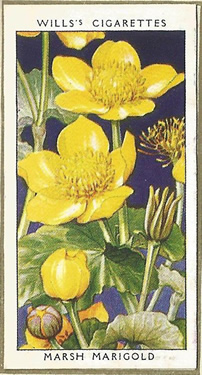 Marsh Marigold, Cigarette Card, W.D. & H.O. Wills, Wild Flowers 1936