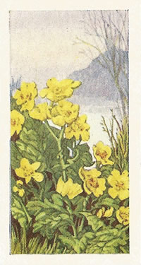 Marsh Marigold: Caltha palustris. Trade Card. Sweetule 'Wild Flowers' 1960