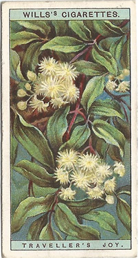 Traveller's Joy, Cigarette Card, W.D. & H.O. Wills, Wild Flowers 1923