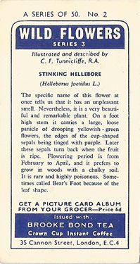 Stinking Hellebore: Helleborus foetidus. Tea card. Brooke Bond 'Wild Flowers' Series 3 1964