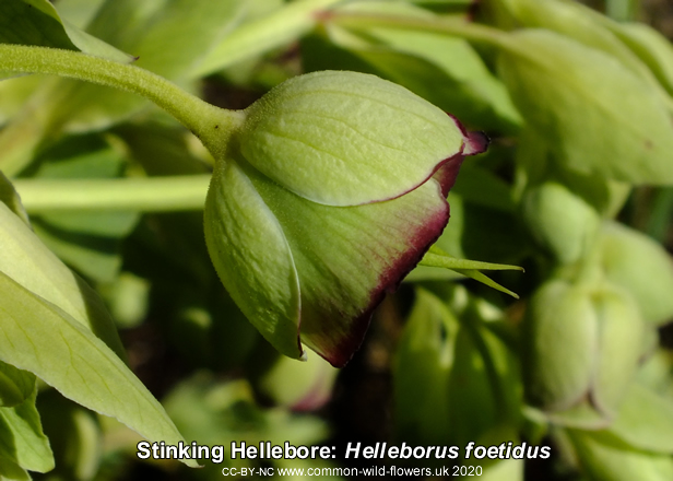 Stinking Hellebore: Helleborus foetidus. British and Irish wildflower.