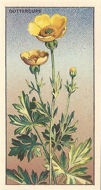 Buttercup, Picture, Cigrette Card, CWS Wayside Flowers 1928